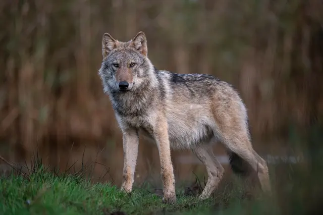 Der Wolf hat jetzt deutschlandweit einen „günstigen Erhaltungszustand“ | Foto: DJV/Mross