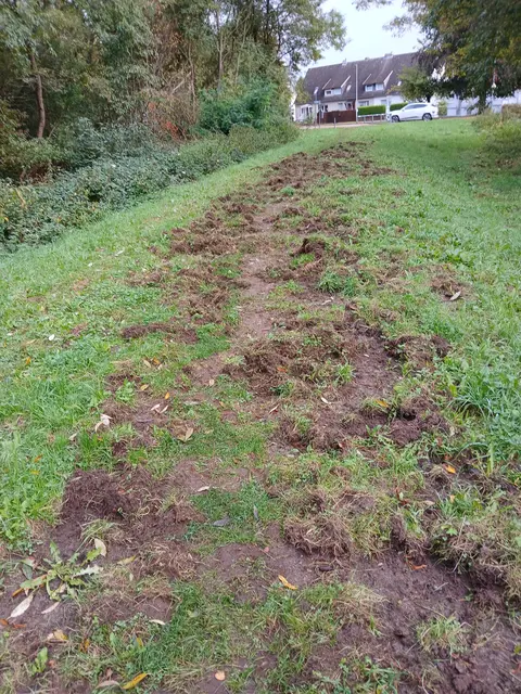 WOCHENBLATT-Leser Rainer Fischer hat die Wildschweinspuren auf dem Aue-Deich fotografiert. Im Hintergrund sind die Häuser zu sehen | Foto: Rainer Fischer