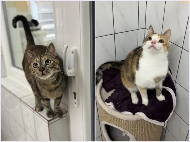 Schwestern mit Handicap und großem Herzen: Die beiden Katzenmädchen Ellie und Abby (geb. 2024, kastriert) sind unzertrennlich und suchen gemeinsam ein Zuhause in Wohnungshaltung mit gesichertem Balkon. Sie leiden an chronischem Schnupfen und sind FIV-positiv, doch sie haben ein liebevolles Zuhause genauso verdient wie jede andere Katze. | Foto:  Tierheim Buchholz