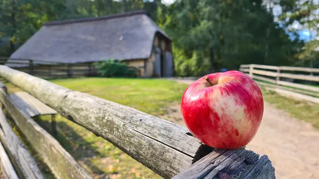 Das Freilichtmuseum am Kiekeberg baut besonders alte Apfelsorten an.
