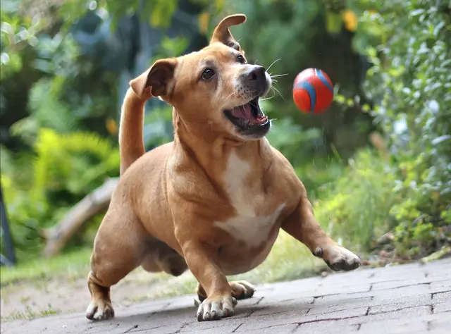 Die Hundehaltung und -pflege wird immer teurer | Foto: Screenpx.de