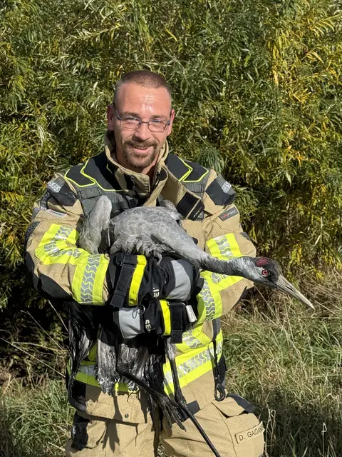 Ein Drager Feuerwehrmann mit dem geretteten Kranich "Friedolin" | Foto: Lutz Wreide