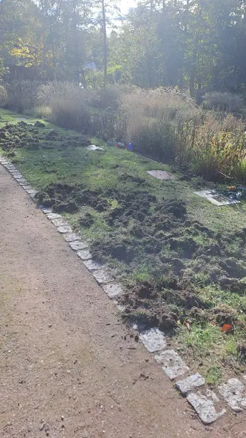 Die Wildschweine haben auch Gräber auf dem Friedhof in Seppensen durchgepflügt | Foto: privat
