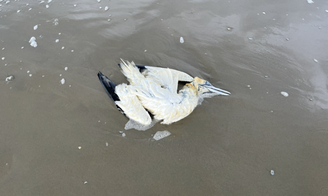 Das LAVES warnt: Tote Wildvögel nicht berühren – mehrere Funde sollten dem Veterinäramt oder der Polizei gemeldet werden | Foto: tml
