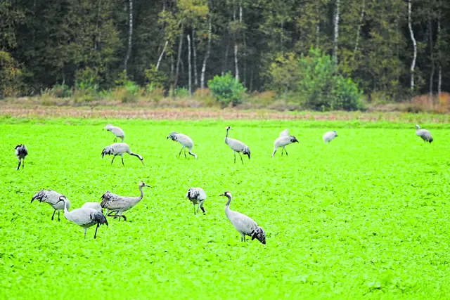 Die Kraniche sammeln sich seit rund zwei Wochen, um sich auf ihren Flug gen Süden vorzubereiten - wie hier in Königsmoor | Foto: bim