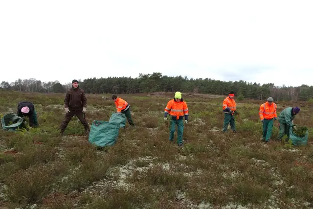 Mitarbeiter der Lebenshilfe beim Entkusseln der Wulmstorfer Heide | Foto: Naturschutzstiftung Landkreis Harburg
