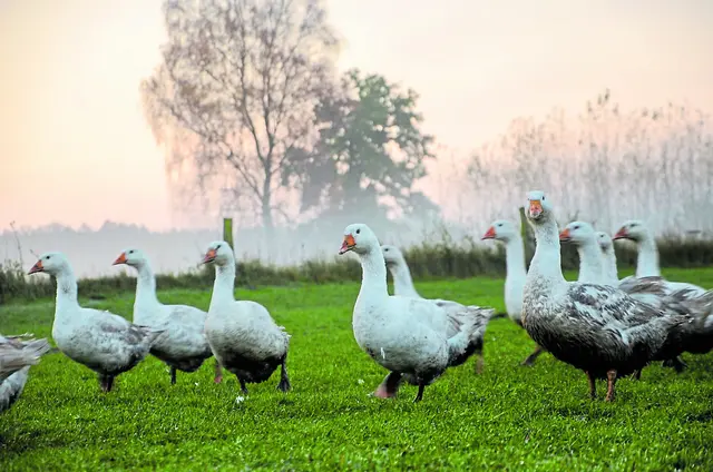 Der Cassenshof ist weit über die Region hinaus bekannt für seine Gänsehaltung. Die Weihnachtsgänse weiden wie früher an den Ufern der Seeve  | Foto: Cassenshof