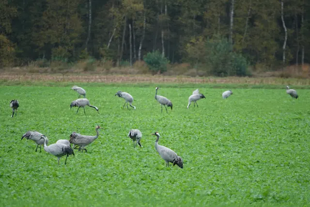 Kraniche bei ihrer Rast in Königsmoor. Auch im Landkreis Harburg wurden schon mehrere tote Zugvögel gefunden | Foto: bim
