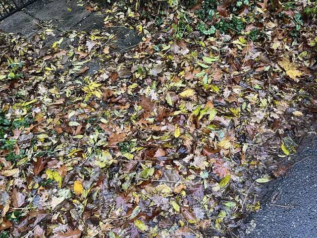 Heruntergefallenes Laub kann auf Gehwegen zu einer Gefahr für Fußgänger und Radfahrer werden | Foto: sra