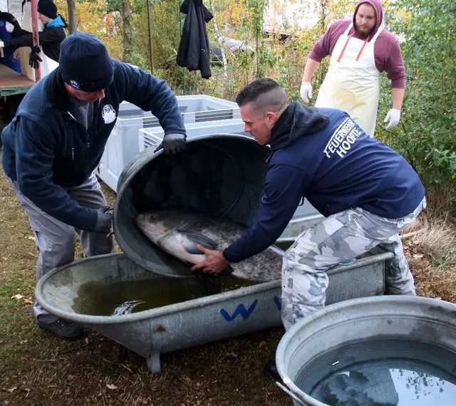 Dicke Fische werden aus dem Teich geholt | Foto: Burkhard Giese