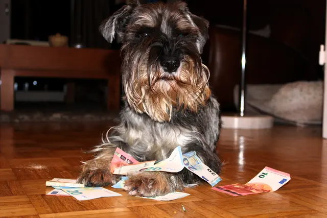 Ein Hund im Haus kann teuer werden ... | Foto: Symbolbild/poep