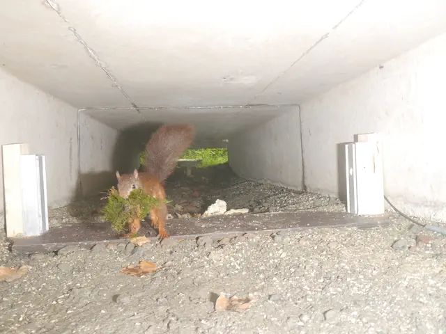  Eichhörnchen mit Nestmaterial in der Lichtschranke | Foto: Böttger NLF/Pilz ÖNSOR