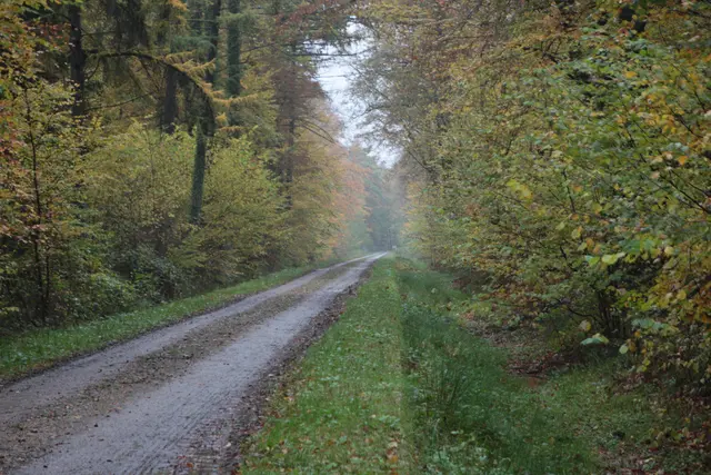 Blick entlang des Weges - das Bauwerk hat sich perfekt an die Kulisse des Waldes angepasst | Foto: Böttger NLF/Pilz ÖNSOR