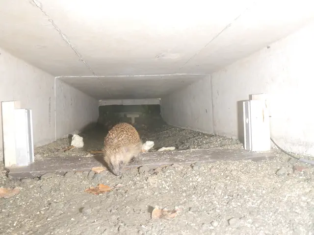  Igel in der Lichtschranke | Foto: Böttger NLF/Pilz ÖNSOR