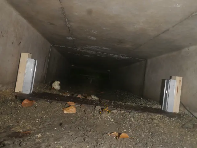 Eröffung Feuersalamander Bauwerk Braken, Forstamt Harsefeld: Feuersalamander beim Passieren der Lichtschranke
 | Foto: Böttger NLF/Pilz ÖNSOR