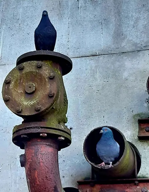 Ohne Taubenschlag suchen sich die ursprünglichen Felsenbrüter zum Nisten an Hauswänden geeignete Plätze | Foto: Stadttaubenhilfe Buxtehude e.V.