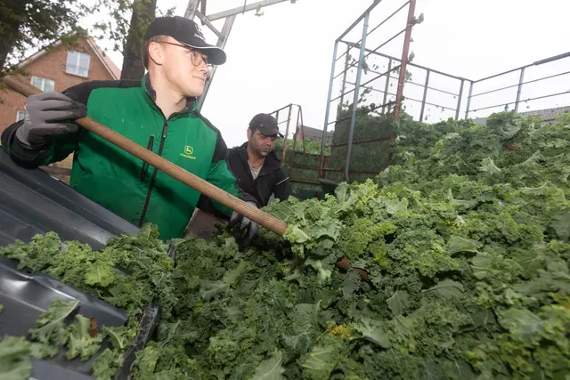 Konstantin König beim Verladen der letzten Fuhren Grünkohl | Foto: ks