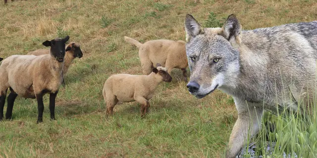 Ein Wolf, der im Landkreis Cuxhaven mehrere Nutztiere gerissen hat  - darunter auch Schafe - darf nach einem Beschluss des OVG Lüneburg erlegt werden (Fotomontag als Symbolbild) | Foto: DJV/Rolfes; jd