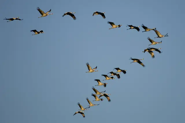 Foto: Bild- und Textquelle DJV, Landkreis Harburg