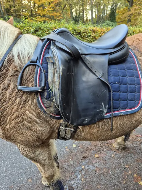 Stute „Windfee“ war nach ihrem Ausflug nur schmutzig - verletzt wurde sie nicht. | Foto: Privat