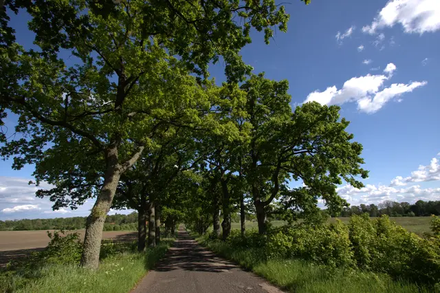 Beeindruckender Anblick: eine Allee in den Masuren | Foto: Axel Roschen/NABU