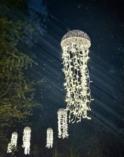 Funkelnde Quallen schweben durch die Dunkelheit und schaffen eine fast magische Unterwasser-Atmosphäre | Foto: tml