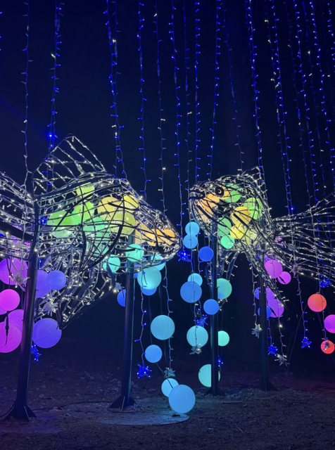 Leuchtende Unterwasserwelt: Die kunstvollen Installationen gehören zu den faszinierendsten Motiven der LUMAGICA | Foto: tml