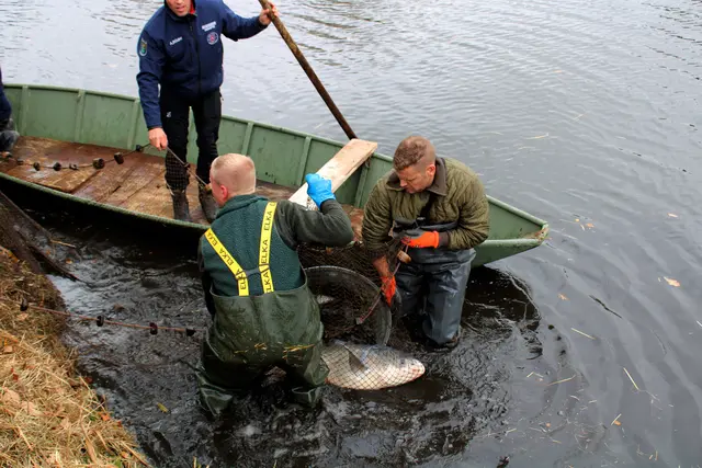 Große Graskarpfen wie auf dem Bild durften wieder zurück ins Wasser | Foto: Burkhard Giese