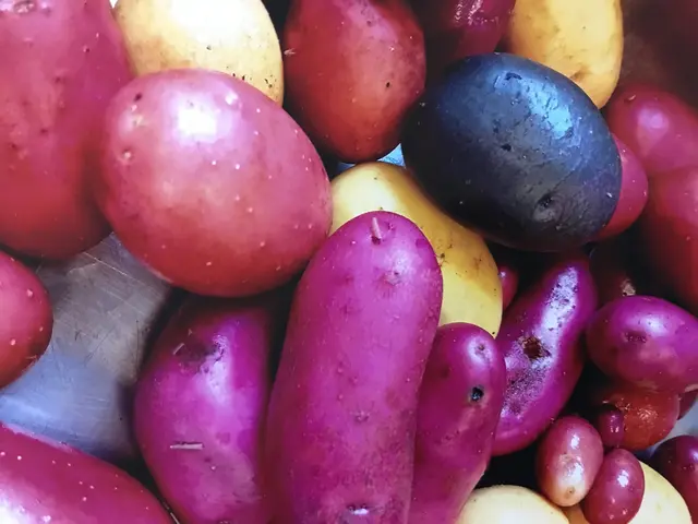 Bunte Vielfalt: Das sind tatsächlich alles Kartoffeln | Foto: Geestlandschule