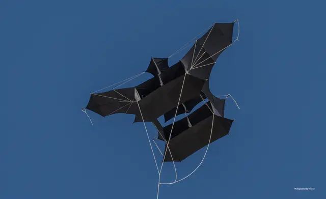 Cody-Drachen | Foto: Pana53_Frank_Hoffmann