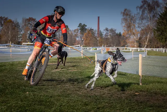 Höchste Konzentration ist gefordert: Bei dem Rennen kommen Bianca Strey und Skadi schnell auf eine Geschwindigkeit von rund 30 Kilometern pro Stunde | Foto: Oliver Voss