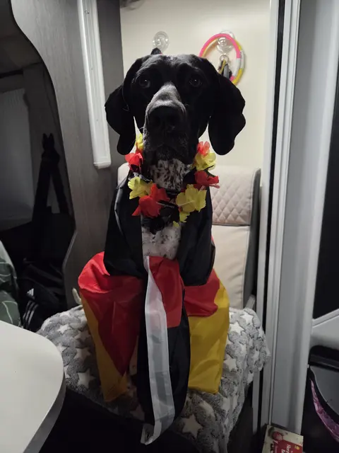 Skadi im Weltmeister-Fieber | Foto: Tanja Petrasovits