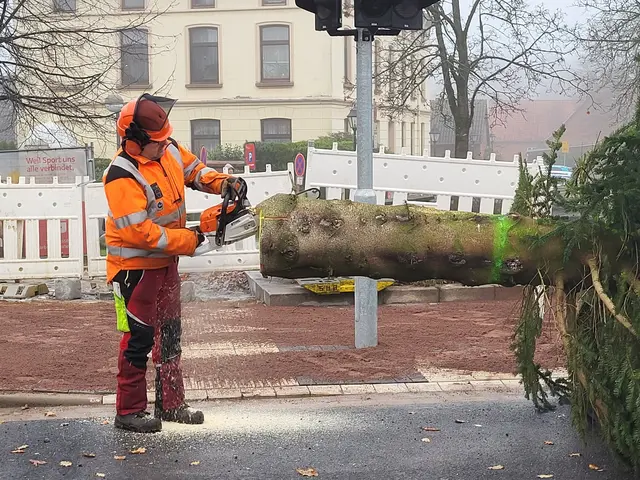 Was nicht passt, wird passend gemacht: Vor Ort wird die Tanne so bearbeitet, dass sie perfekt in den Weihnachtsbaumständer Am Sande passt | Foto: sh