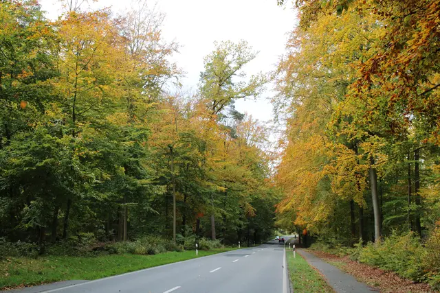 Damit nicht prötzlich ein Ast auf die Straße kracht, werden Standsicherheit und Zustand der Straßenbäume - hier der Kleckerwald im Herbst - regelmäßig ab Oktober begutachtet | Foto: pöp/Archiv