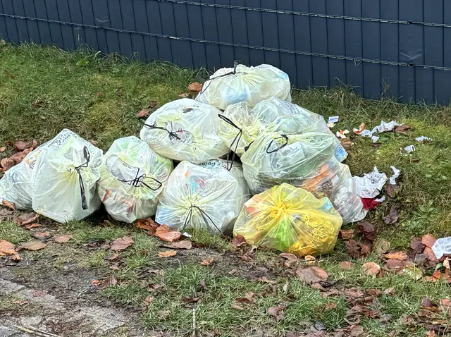 Offenbar schon von hungrigen Tieren angefressen: tagelang herumliegende Gelbe Säcke, hier in Klecken | Foto: Heinz Giesecke