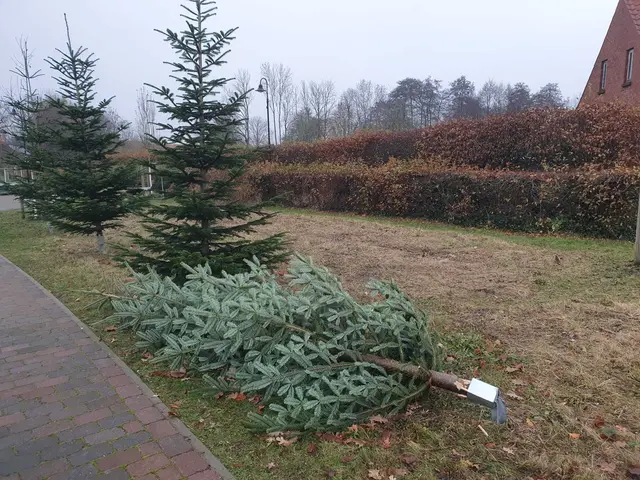 Tannenbäume mit Gewalt aus der Erde gerissen | Foto: Yvonne Schindler