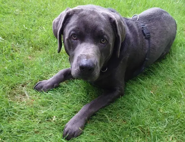 Wurde totgetreten: Rico | Foto: Harm