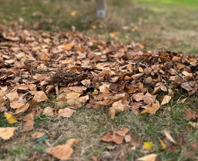 Herbstlaub im Garten: Was auf den ersten Blick nach „Abfall“ aussieht, ist wertvoller Lebensraum und natürlicher Dünger für viele Pflanzen und Kleinstlebewesen | Foto: tml