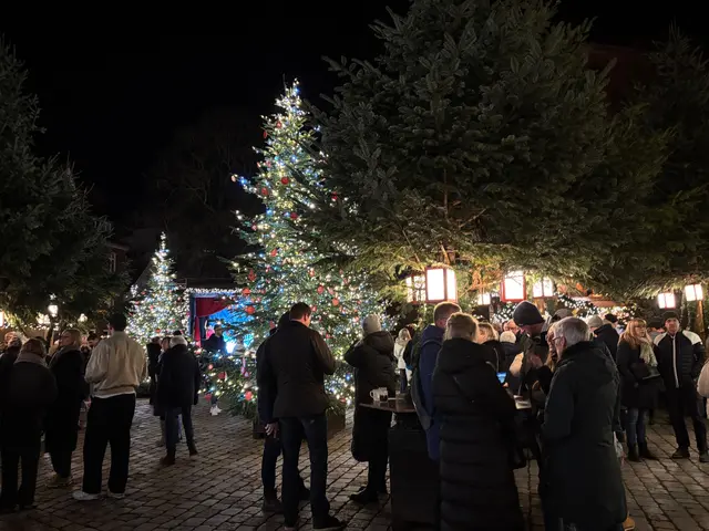 Auf dem Petri-Platz sorgen beleuchtete Tannenbäume für besondere Stimmung | Foto: pau