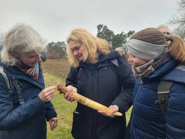 Kursteilnehmerinnen begutachten einen Mammutzahn - ein eindrucksvolles Relikt aus der eiszeitlich geprägten Landschaft, die die Lüneburger Heide bis heute formt | Foto: Naturpark_Lüneburger_Heide
