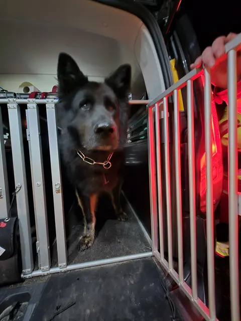 Schäferhund Basko will los: Er ist mehrfach geprüfter Rettungshund | Foto: pöp