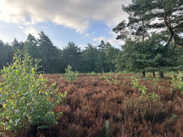 Von Heideblattkäfern geschädigte Flächen in der Wulmstorfer Heide: Die braunen, entlaubten Heidepflanzen zeigen deutlich den starken Befall | Foto: Landkreis Harburg