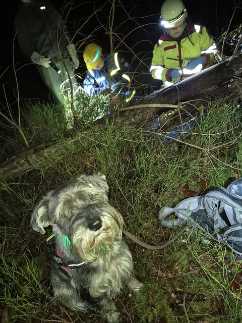 Unter dem Baumstamm gefunden: Schnauzerhündin Luna wartet auf ihre Belohnung, während Mareike Buchtenkirch (re.) von der Rettungshundestaffel Hamburg mit Hilfe des THW-Helfers Finn Erste Hilfe leistet | Foto: pöp