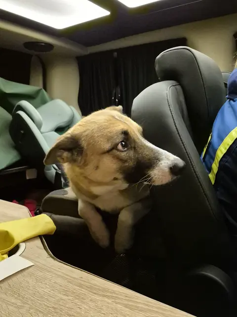 Rettungshund Rocky hat es sich, nachdem er eine Person gefunden hatte, in seiner Autobox gemütlich gemacht | Foto: pöp