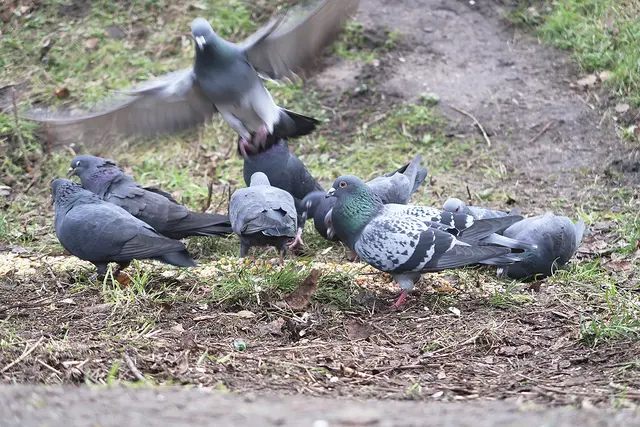 Sind nicht schuld an der Verbreitung der Geflügelpest: zum Beispiel diese Buchholzer Stadttauben | Foto: os