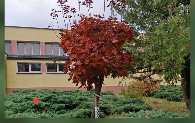 Prächtig gedeiht der Baum, den der Salzhäuser Freundeskreis 2015 zum 60-jährigen Schuljubiläum in Bialy Bór pflanzte | Foto: E. Lübberstedt-Hobohm