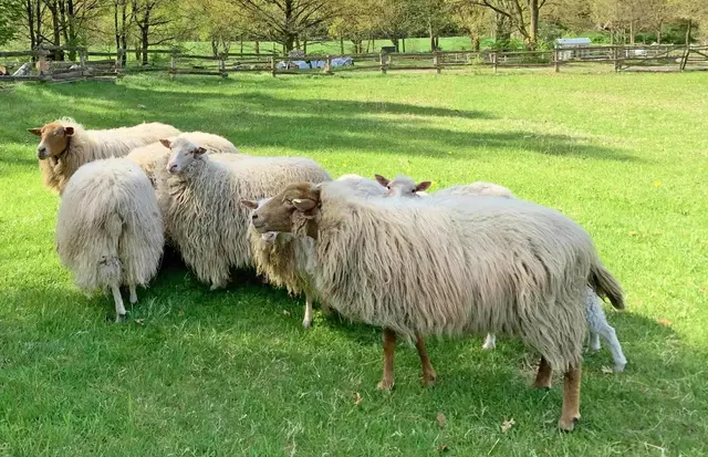 Um seltene Tierrassen wie die Moorschnucken ging es bei der Anfrage der CDU-Abgeordneten  | Foto: Amrhein