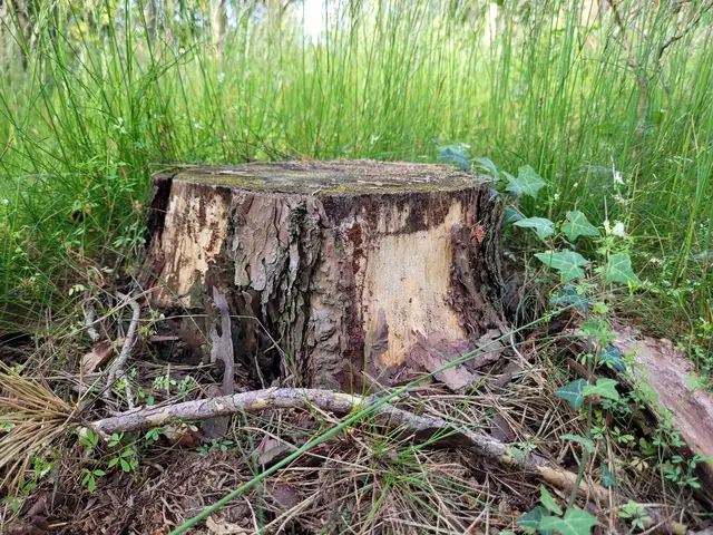 In Jesteburg wird es vorerst keine Baumschutzsatzung geben, entschied der Gemeinderat | Foto: pöp