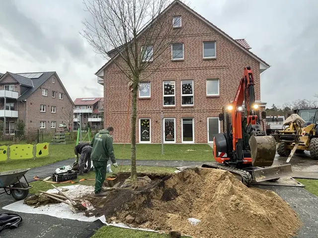 Im Garten der Hanstedter Kita "Sprechdachse" wurde ein Spitzahorn gepflanzt | Foto: Miriam Potyka