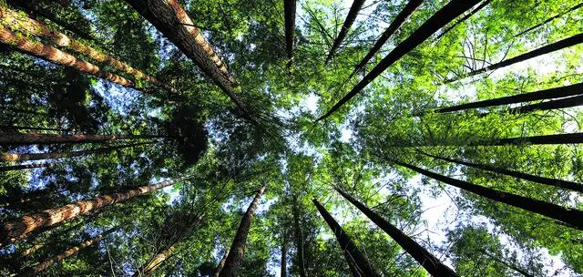 Sie spenden Schatten, bieten Lebensraum für unzählige Tiere und reinigen die Luft. Bäume und Gehölze gehören zu unseren wichtigsten Verbündeten im Kampf für Artenvielfalt, Klimaschutz und ein gesundes Ökosystem | Foto: AdobeStock_IvanVieito_Garcia